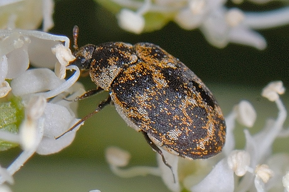 Anthrenus museorum, Museum Beetle